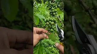 ASMR Pruning annoying coffee tree branches #kopi #coffee #grafting