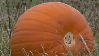 Pumpkin vs 65 Creedmoor S&B 156gr / 769 m/s @ 300m