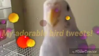 My adorable bird tweets! SO CUTE! 😍