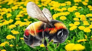 Bumblebee Survivors Lol | The Last Humble Bee | EP 1