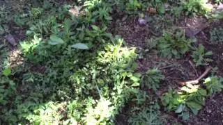 South Austin Community Garden - rain water hook up