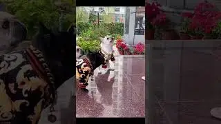 Luxury Canine Couture: French Bulldogs Unleash Glam in the Garden