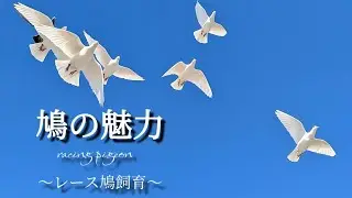 【神風鳩舎♯2】鳩レース鳩舎の日常②これからの時代の鳩