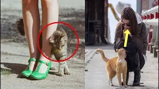 ئـەگەر پشیلەکان لێمان نزیک بونەوە ..! ئـەوا دەیانەوێت 3 شتمان پێ بلێن ..! بزانە چین