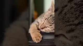 How much did it cost? #shorts #cat