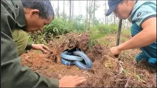 The terrifying cobra chase on the abandoned hill of two workers and the unexpected ending