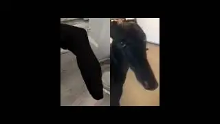 black dog sock meme #memes #funny #animals #pet #dog #socks