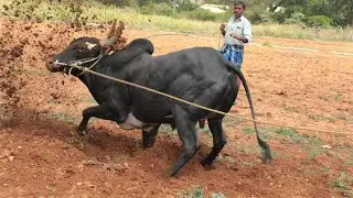 Furious Jallikattu Bull Action | Stud Bull | PCM Brahma Black don