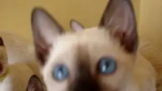 old style siamese kittens
