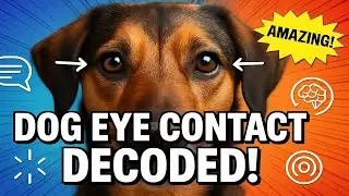 The SECRET Language of Dog Eye Contact - What Your Dog is REALLY Telling You! 👁️🐕