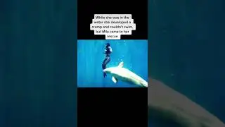 Animals That Have Saved People Pt - 1 | #animals #shorts