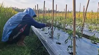 The Ultimate Raffia and Staples Hack for Plant Support Every Farmer Needs! -Agriculture Farming