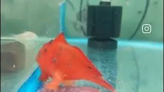 FROGFISH (ANTENNARIUS BIOCELLATUS)