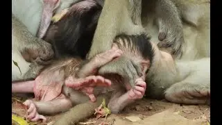 Family Violet Monkey, Loni-Viola -Vikki And Vienna Baby Monkey