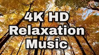 Beautiful Relaxing Music  4K HD Quality - calm piano music & guitar music with spring birds singing
