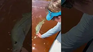 Snook release #fishing #flyfishing #snookfishing #cancun