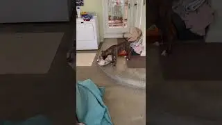 Video of adoptable pet named Brin
