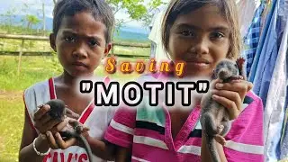 MOTIT | SAVING CIVET CAT
