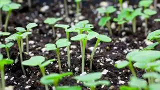 PlantAnimation