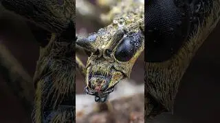 some close up insect photos