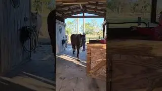 All the Pretty Horses #familyfarm #farmtalk #smallholderfarmer #farmeradvocate