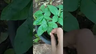soap nut plants ☘️ ☘️ ☘️ ☘️ growing from seeds
