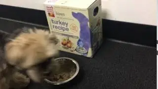 The Honest Kitchen - Whole Grain Turkey Dog Food