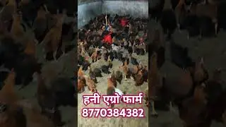 Desi murgi palan raigarh.#shorts #youtubeshorts #shortsfeed #farming #bater #raigarh #poultry
