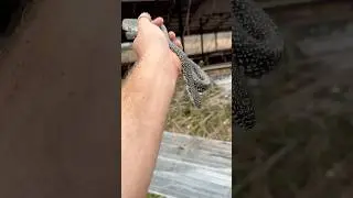 Speckled kingsnake catch and release ! #herping #snakes #fyp #reptiles