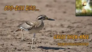 Odd looking bird... The Great Thick-knee