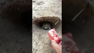 That One Frog 💀 #viral #trending #explore #funnyvideo #shortvideo #internetmeme #relatable