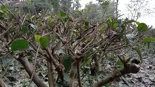 cutting of ms tea garden cutting
