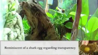 How To Recognize An Assassin Snail Egg