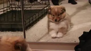 Puppy vs. Mirror │Luca the Sheltie