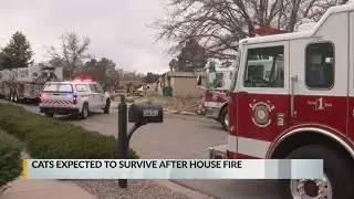 Cats expected to survive after house fire