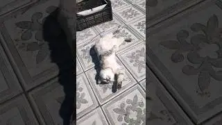 Красавица кошка / beauty cat
