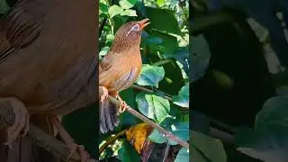 Singer ~ on the tree