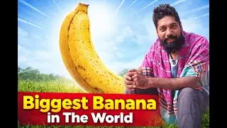 Where Can You Find the Biggest Banana in the World? পৃথিবীর সবচেয়ে বড় কলা খেতে চান? কোথায় পাবেন?