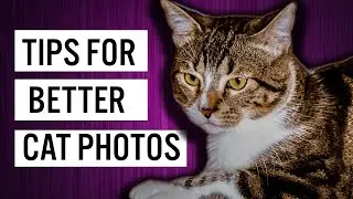 Best 3 Tips For BETTER Cat PHOTOGRAPHY