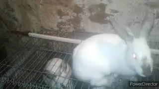 طريقة نجاح تلقيح أرانب الخير