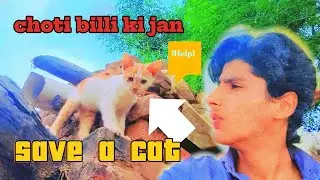 Save a cut cat in good time please watch the vedio may bless God @jth hasnas