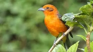 Flame-colored Tanager in Costa Rica.