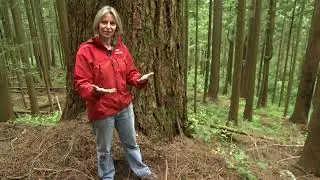 Mother Trees and the Social Forest | Suzanne Simard