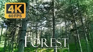 Beautiful pine forest - Relaxing natural forest sounds