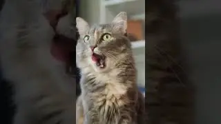 Fun Pet Facts #shorts #petlovers #funfacts #funnypets #facts #pets