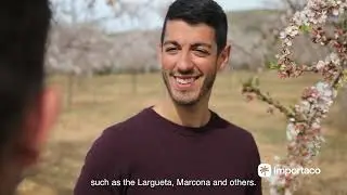 The origin of the almond | Importaco nuts