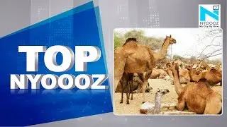 In 5 days, Australia will kill thousands of camels because they drink too much water, Top NYOOOZ