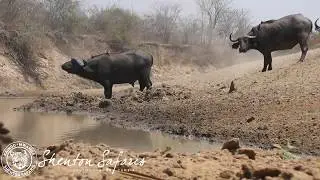 Buffalo herd arrive at the Last Waterhole Hide