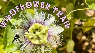 WILDFLOWER TRAIL