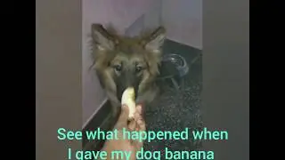 giving banana to a gsd|garman shepherd eating banana|can dogs eat banana|